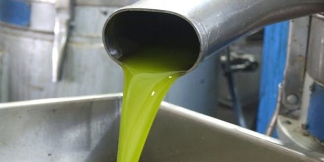 Syria produces 122,000 tons of olive oil