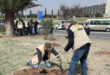 Within “Damascus Goes Green” Campaign, 3,500 trees planted in Qasioun area