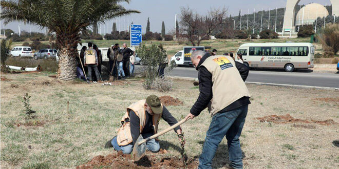 Within “Damascus Goes Green” Campaign, 3,500 trees planted in Qasioun area