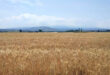 Homs Agriculture Directorate announces early harvesting of wheat in Talkalakh