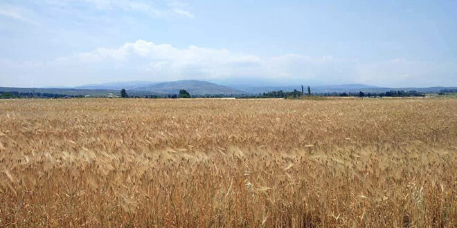 Homs Agriculture Directorate announces early harvesting of wheat in Talkalakh