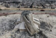 A Syrian Photojournalist wins an award for the photo of tyrants’ downfall, Georgia