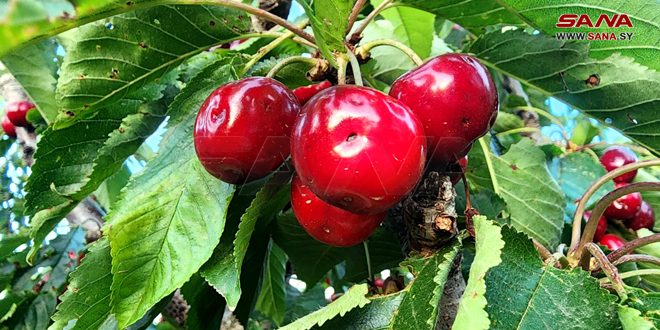 Las cerezas del Golán sirio ocupado