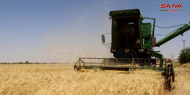 Agricultores sirios concluyen la cosecha de más de un millón de hectáreas de trigo