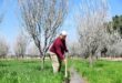 FOTOS| La región de Ghouta al este de Damasco… la primavera borra las heridas de la guerra.🪷🌳