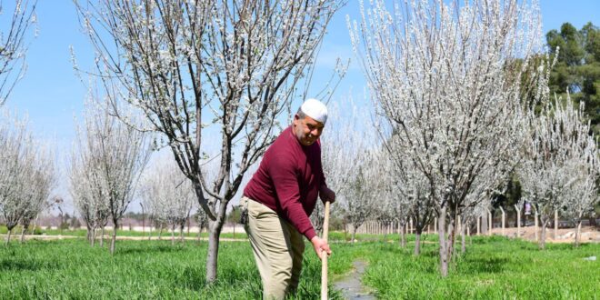 FOTOS| La región de Ghouta al este de Damasco… la primavera borra las heridas de la guerra.🪷🌳