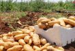 В провинции Дараа начался сбор урожая картофеля
